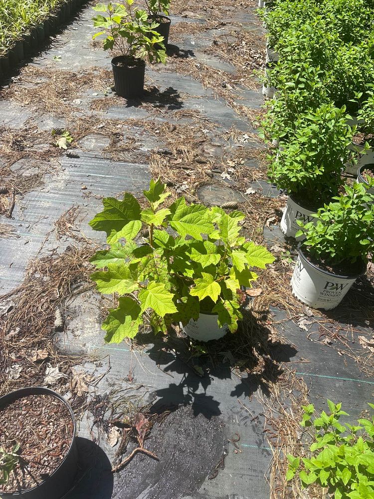 hydrangea-quercifolia-snow-queen-oakleaf-hydrangea-flemygea