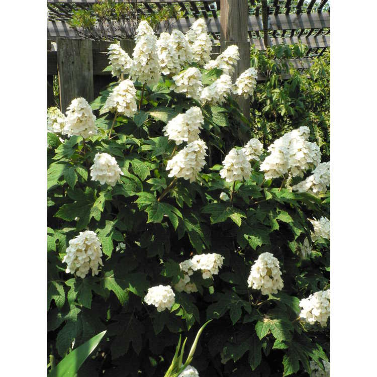 hydrangea-quercifolia-snow-queen-oakleaf-hydrangea-snow-queen
