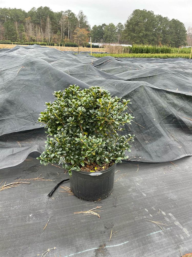 ilex-cornuta-burfordii-nana-chinese-holly-dwarf-burford-holly