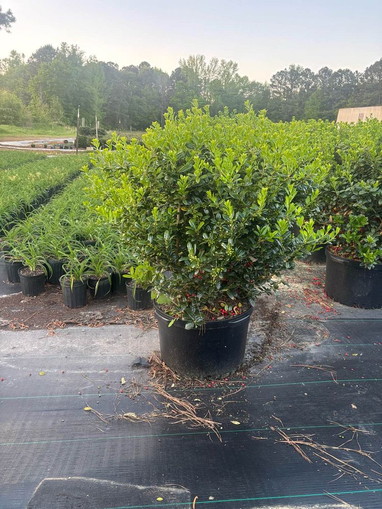 ilex-cornuta-burfordii-nana-chinese-holly-dwarf-burford-holly