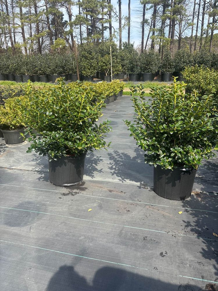 ilex-cornuta-burfordii-nana-chinese-holly-dwarf-burford-holly