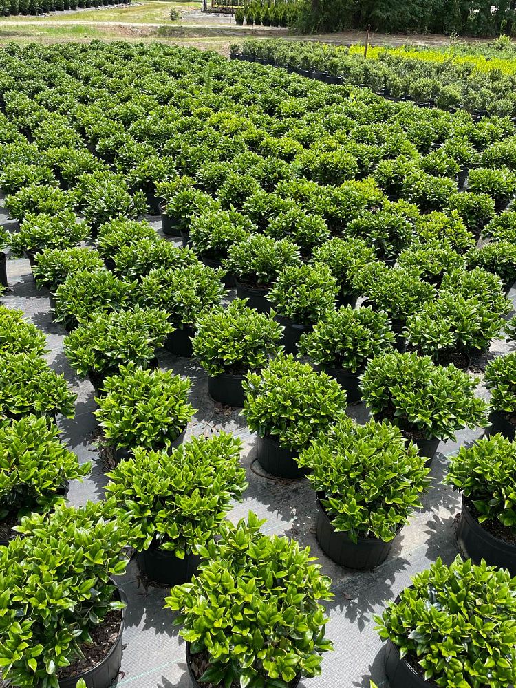 ilex-cornuta-carissa-chinese-holly-horned-holly