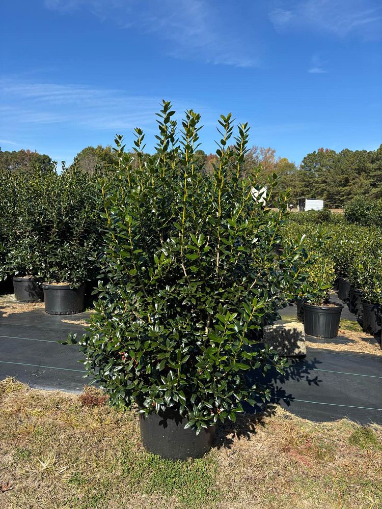 ilex-cornuta-needlepoint-chinese-holly-horned-holly