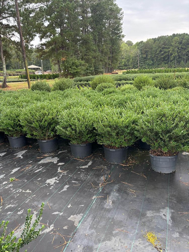 ilex-crenata-compacta-japanese-holly