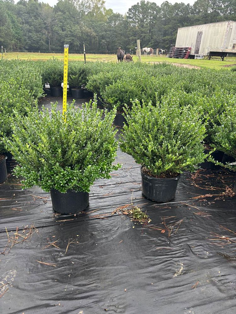 ilex-crenata-compacta-japanese-holly