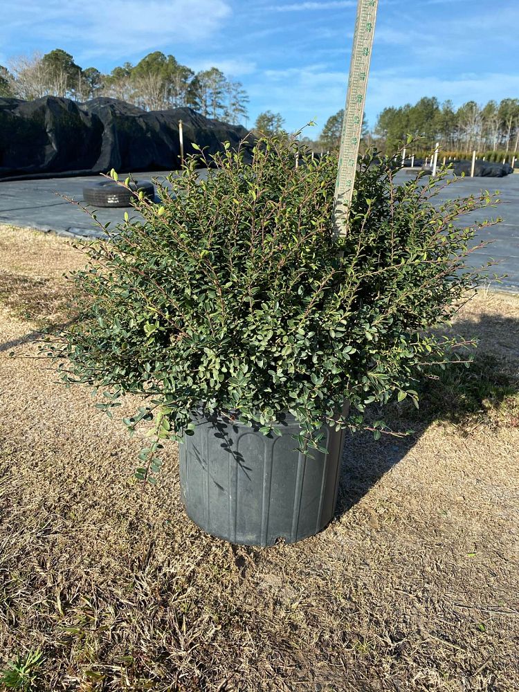 ilex-crenata-helleri-japanese-holly