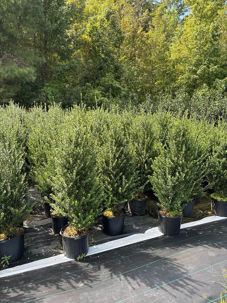 ilex-crenata-steeds-japanese-holly