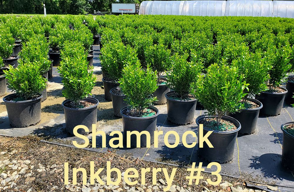 ilex-glabra-shamrock-inkberry-gallberry