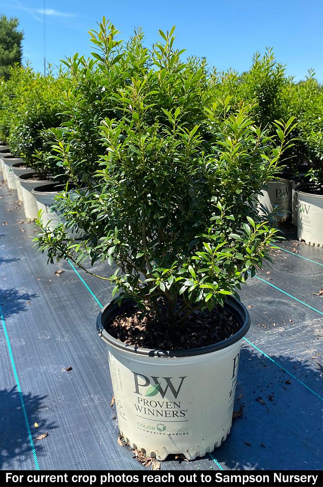 ilex-glabra-smnigab17-gem-box-reg-inkberry-holly