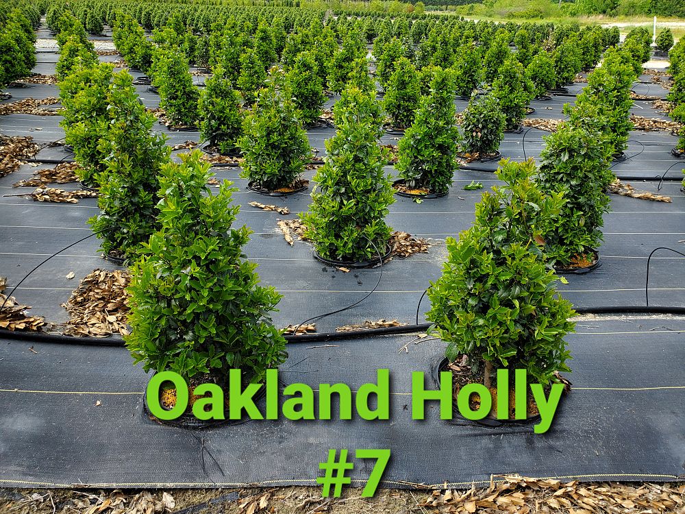 ilex-hybrid-magland-oakland-reg-holly