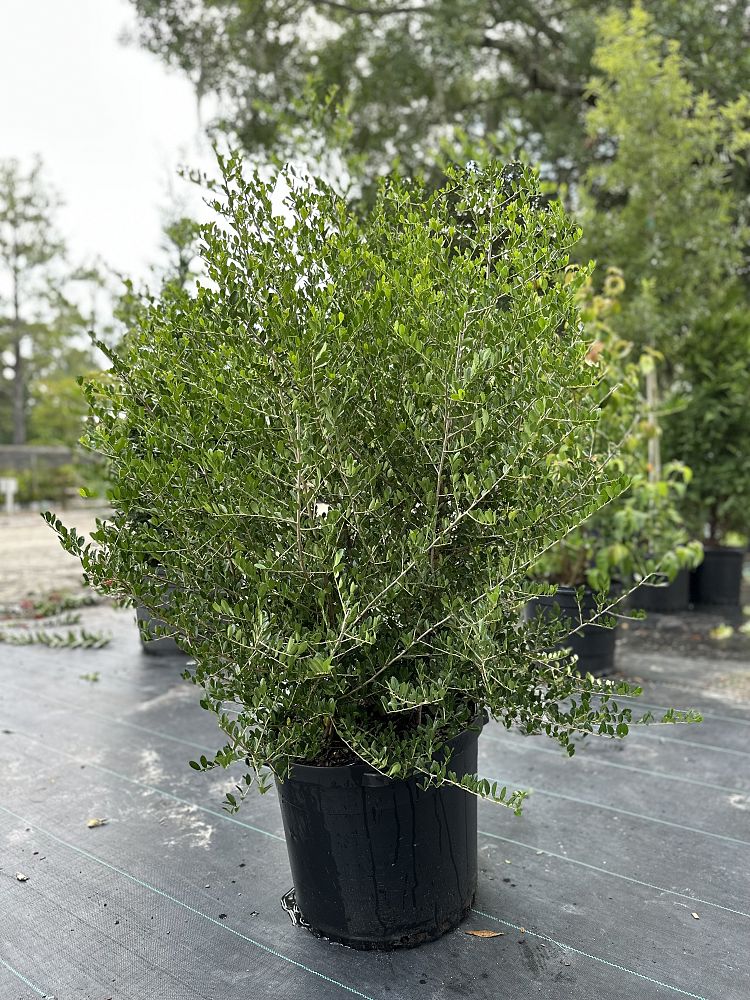 ilex-vomitoria-upright-yaupon-yaupon-holly
