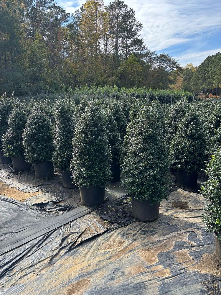 ilex-x-latifolia-dapat-miss-patricia-holly-lusterleaf-holly