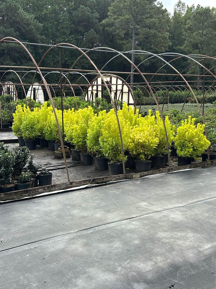 illicium-parviflorum-florida-sunshine-small-anise