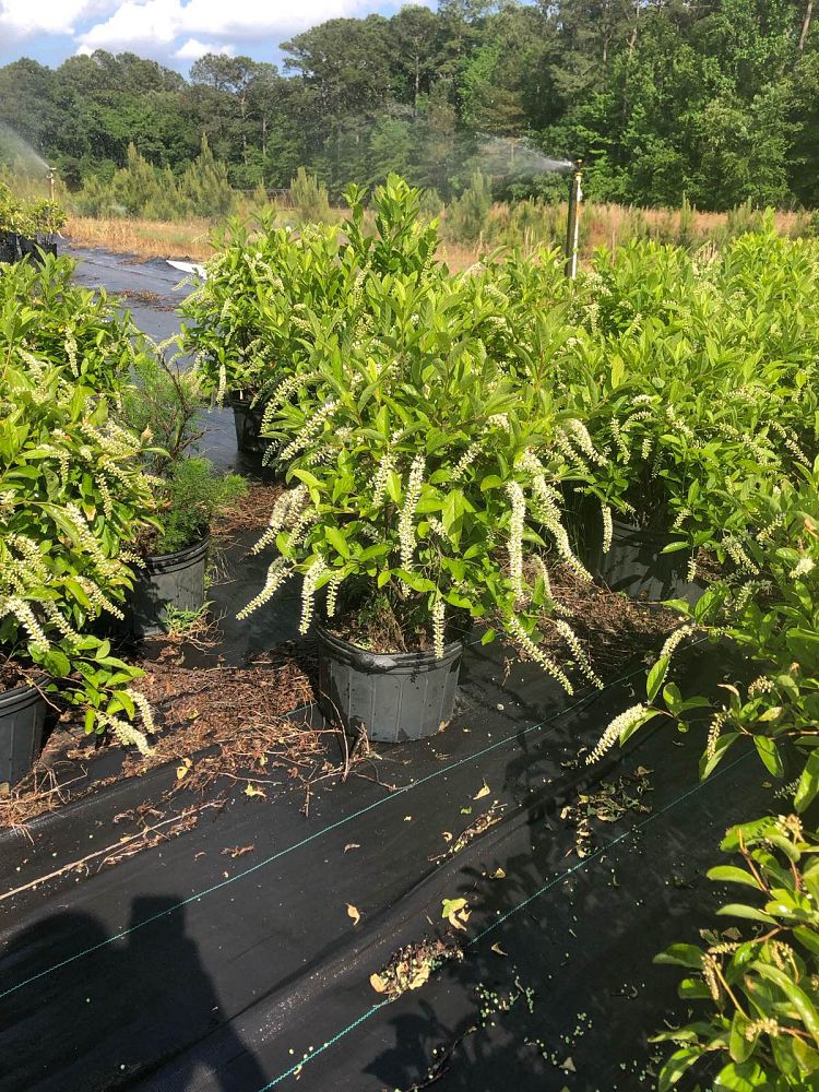 itea-virginica-henry-s-garnet-virginia-sweetspire