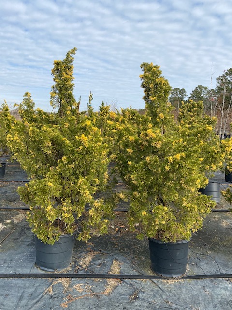 juniperus-chinensis-kaizuka-variegated-chinese-juniper
