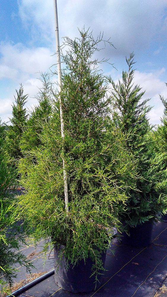 juniperus-chinensis-wintergreen-chinese-juniper