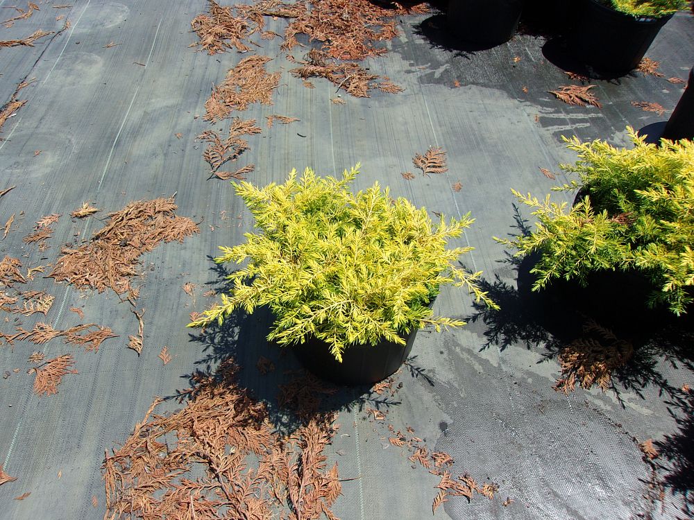 juniperus-conferta-all-gold-shore-juniper