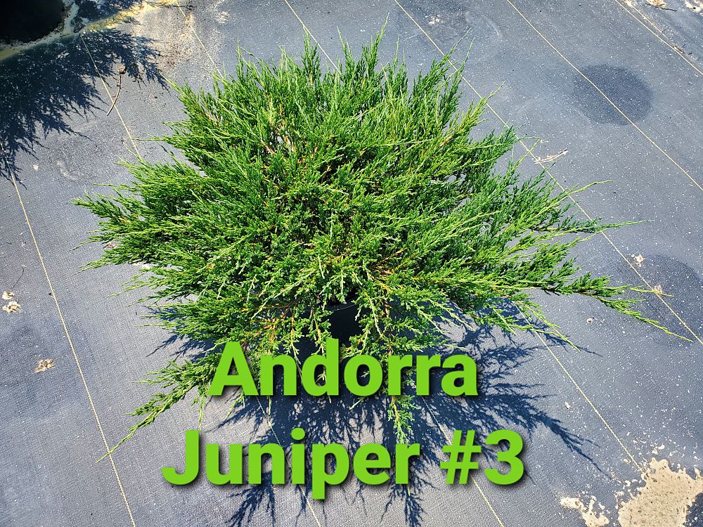 juniperus-horizontalis-creeping-andorra-juniper