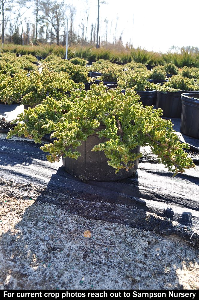 juniperus-procumbens-nana-japanese-garden-juniper