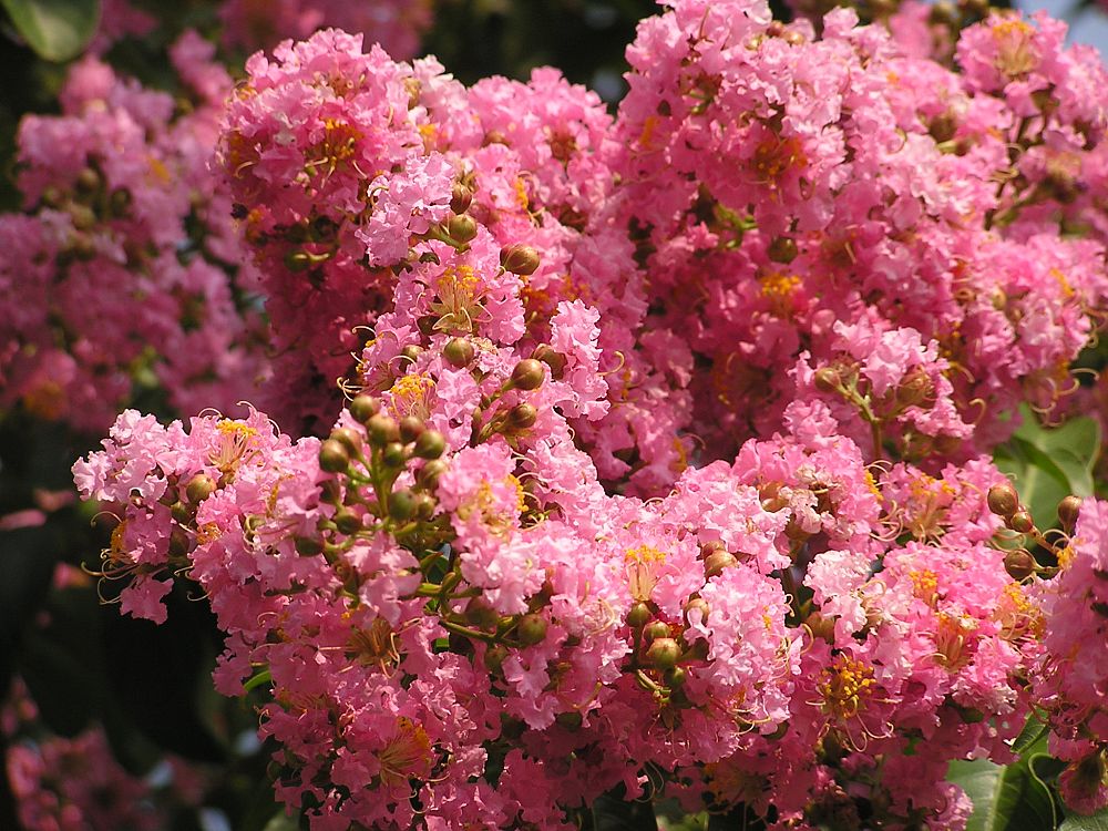 lagerstroemia-indica-sioux-crape-myrtle