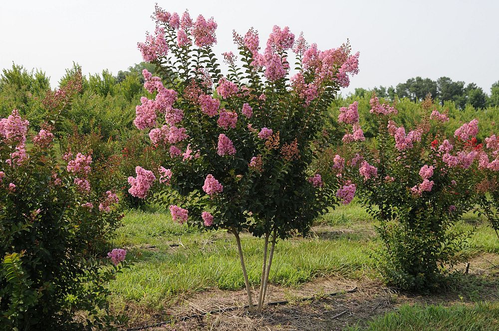 lagerstroemia-indica-sioux-crape-myrtle