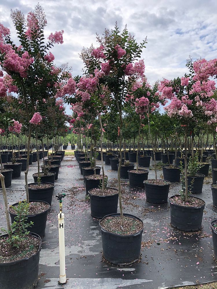 lagerstroemia-indica-sioux-crape-myrtle