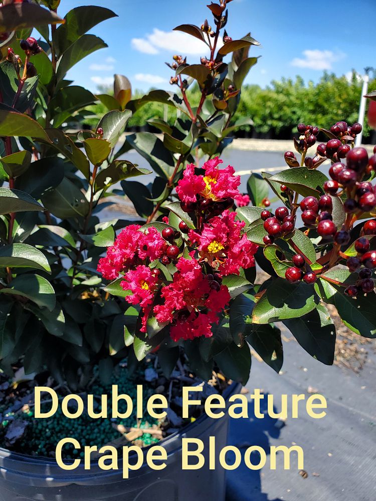 lagerstroemia-indica-whit-ix-crape-myrtle-double-feature