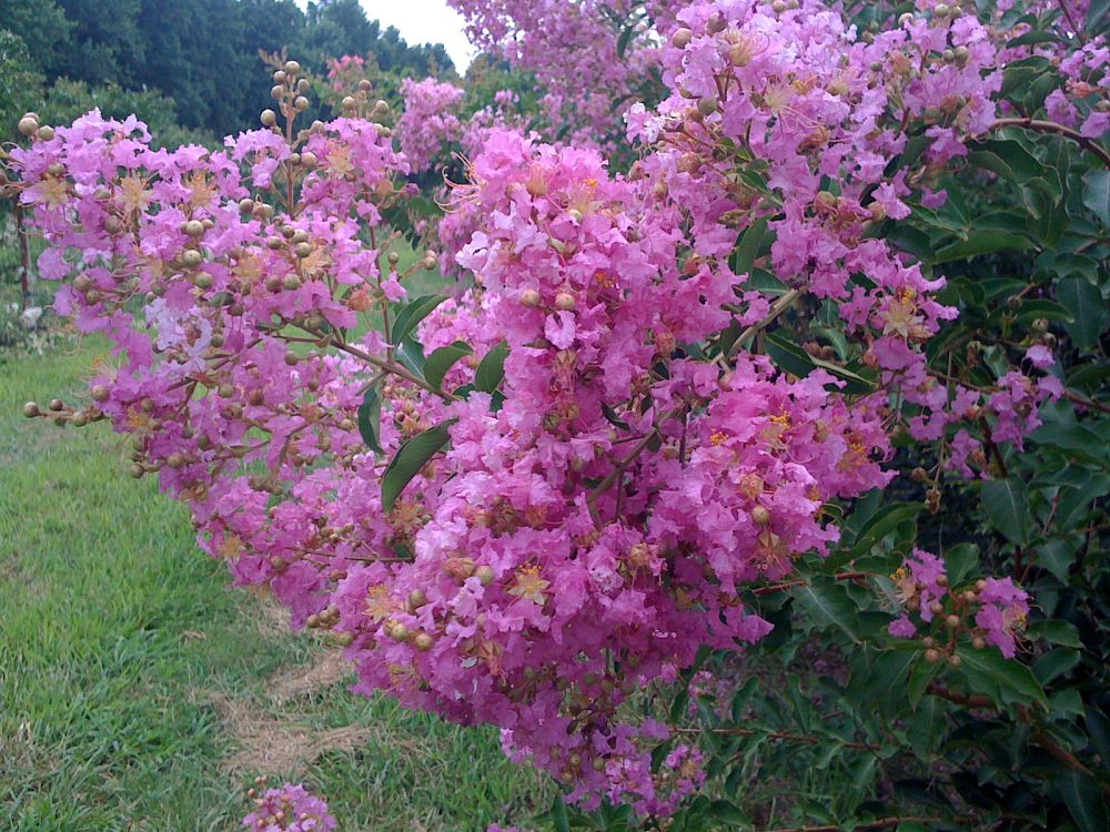 lagerstroemia-lipan-crape-myrtle
