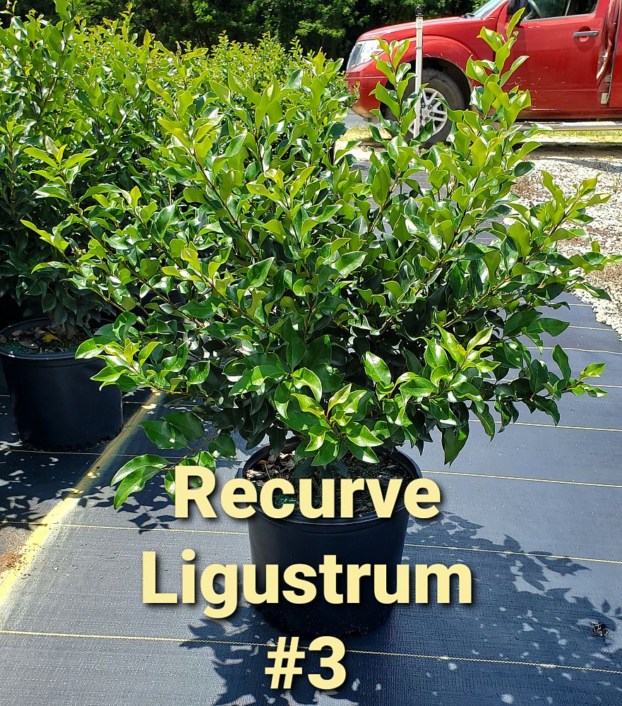 ligustrum-japonicum-recurvifolium-japanese-privet-recurvea-wax-leaf-ligustrum-wavy-leaf-ligustrum