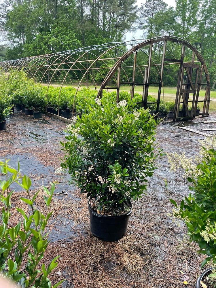 ligustrum-japonicum-recurvifolium-japanese-privet-recurvea-wax-leaf-ligustrum-wavy-leaf-ligustrum