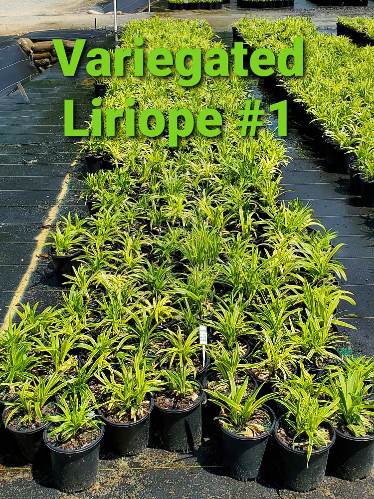 liriope-muscari-variegata-lilyturf