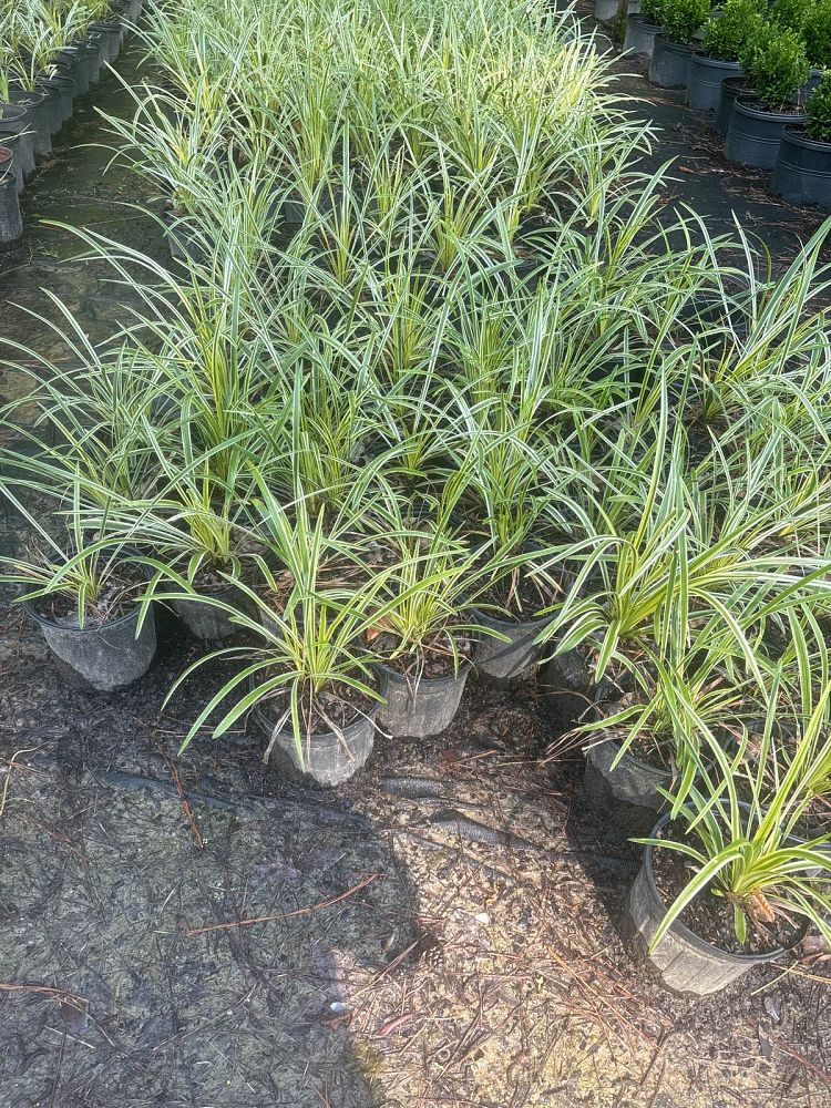 liriope-muscari-variegata-lilyturf