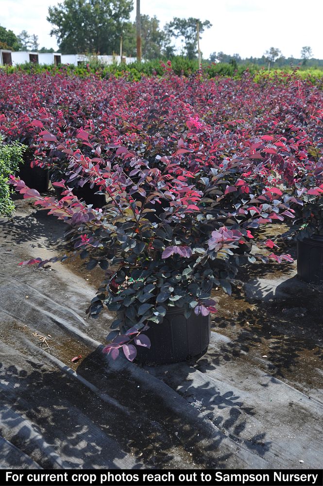 loropetalum-chinense-dark-fire-chinese-fringe-flower
