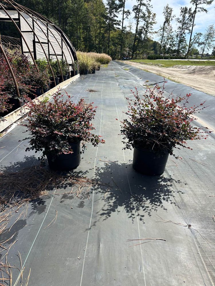 loropetalum-chinense-rubrum-ruby-chinese-fringe-flower