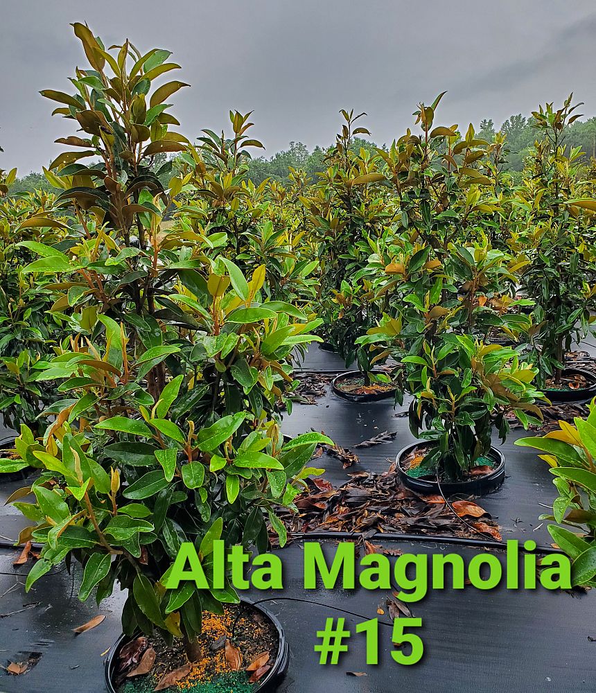 magnolia-grandiflora-alta-southern-magnolia