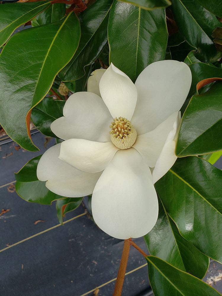 magnolia-grandiflora-kay-parris