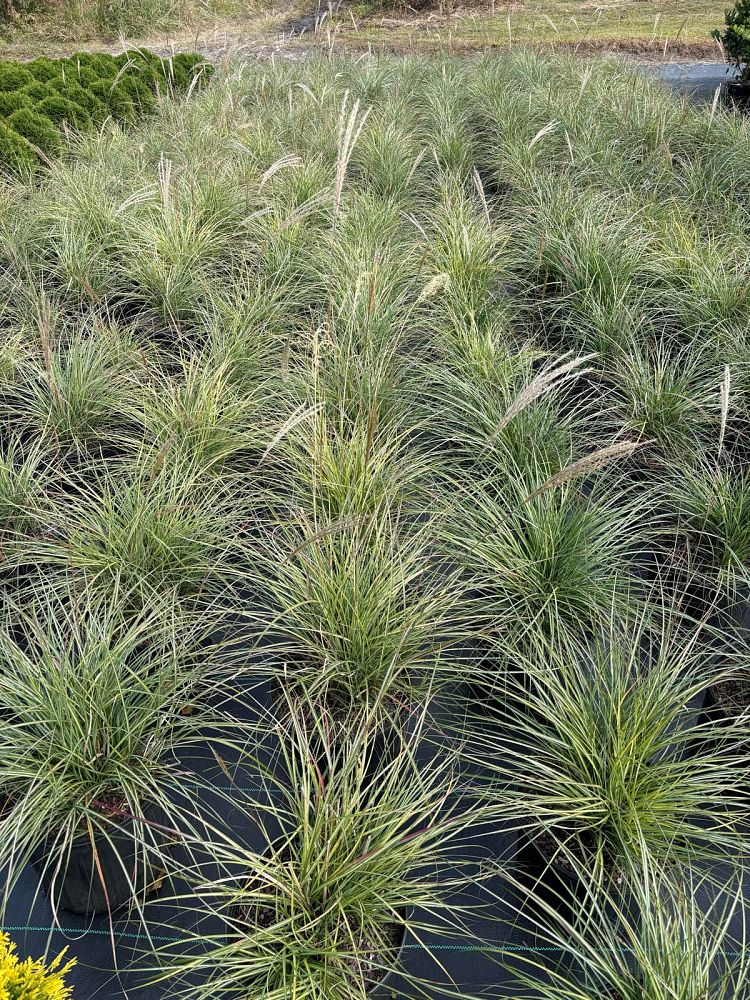 miscanthus-sinensis-adagio-adagio-grass-eulalia-grass-chinese-silvergrass-dwarf-maiden-grass