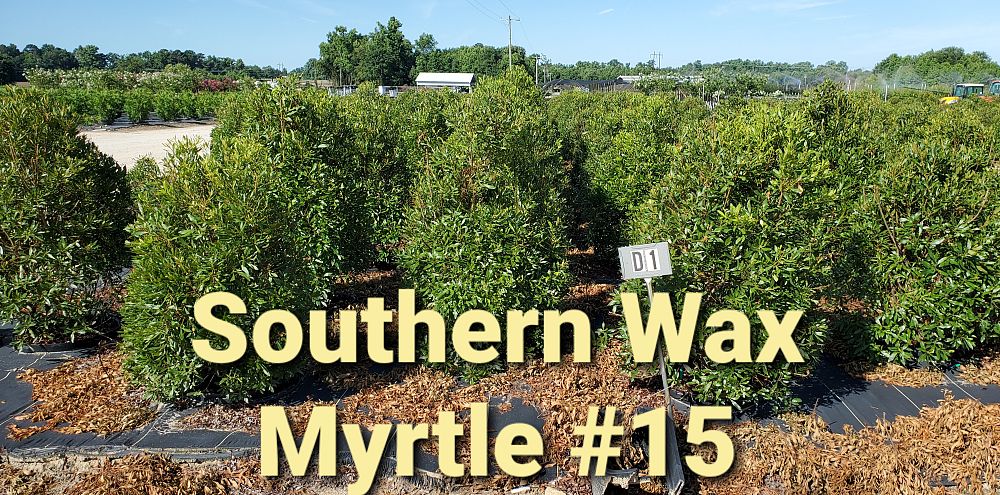 myrica-cerifera-southern-wax-myrtle-southern-bayberry-morella-cerifera