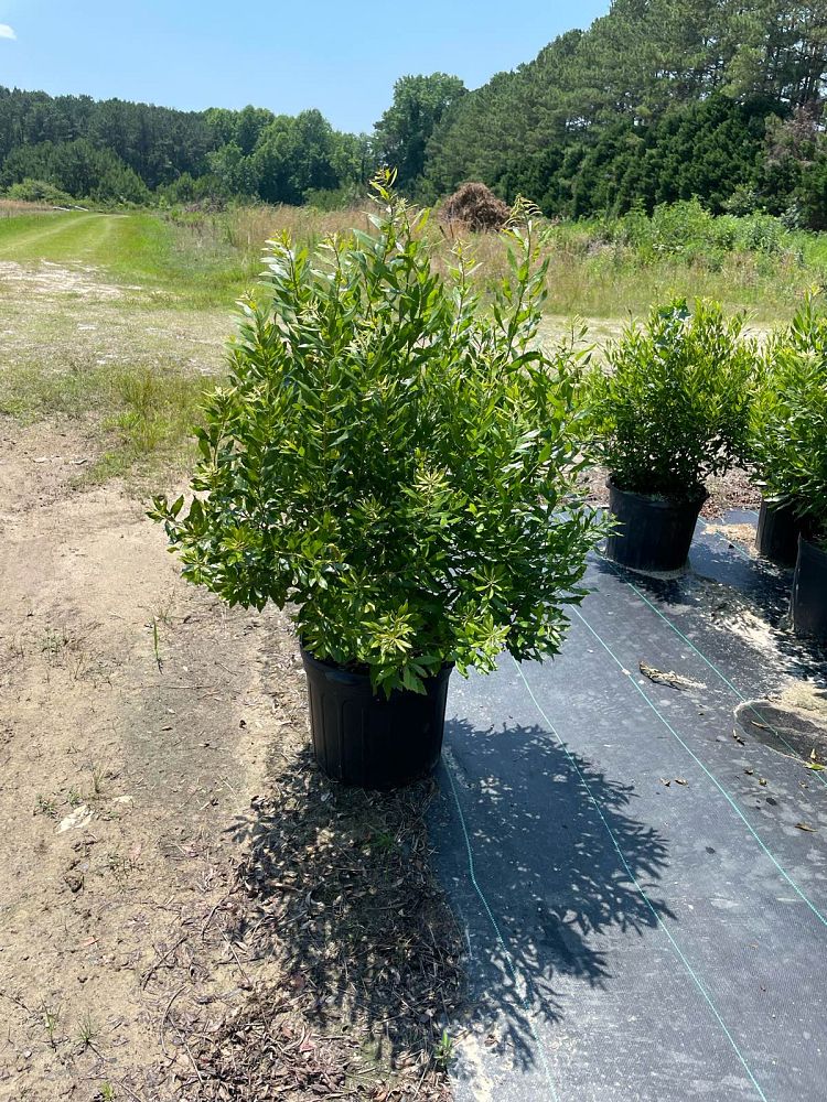 myrica-cerifera-southern-wax-myrtle-southern-bayberry-morella-cerifera