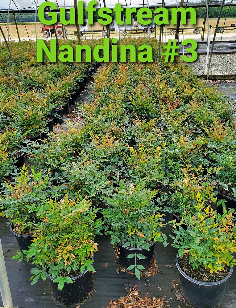 nandina-domestica-gulfstream-heavenly-bamboo-gulftide