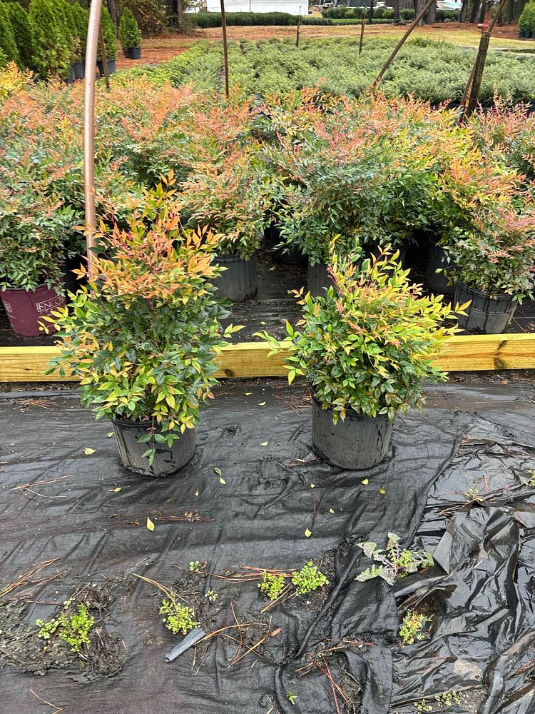 nandina-domestica-gulfstream-heavenly-bamboo-gulftide