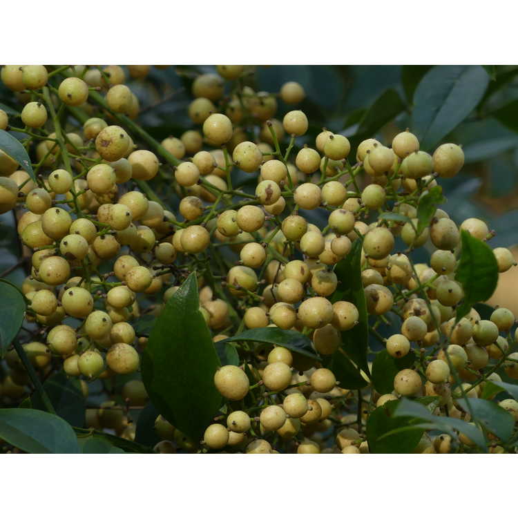 nandina-domestica-leucocarpa-yellow-berried-heavenly-bamboo-yellow-fruited-heavenly-bamboo