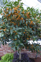 osmanthus-fragrans-aurantiacus-apricot-echo-orange-flower-sweet-olive