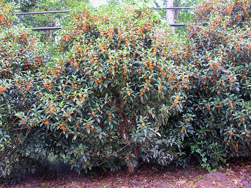 osmanthus-fragrans-aurantiacus-apricot-echo-orange-flower-sweet-olive
