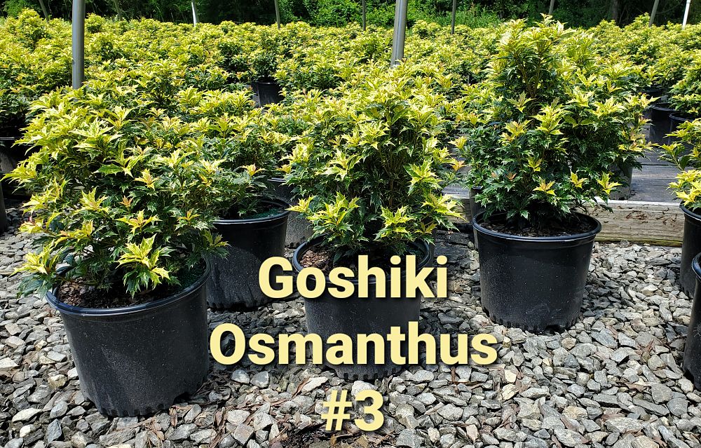 osmanthus-heterophyllus-goshiki-holly-olive