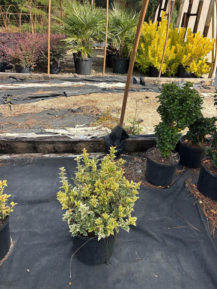 osmanthus-heterophyllus-goshiki-holly-olive-tea-olive