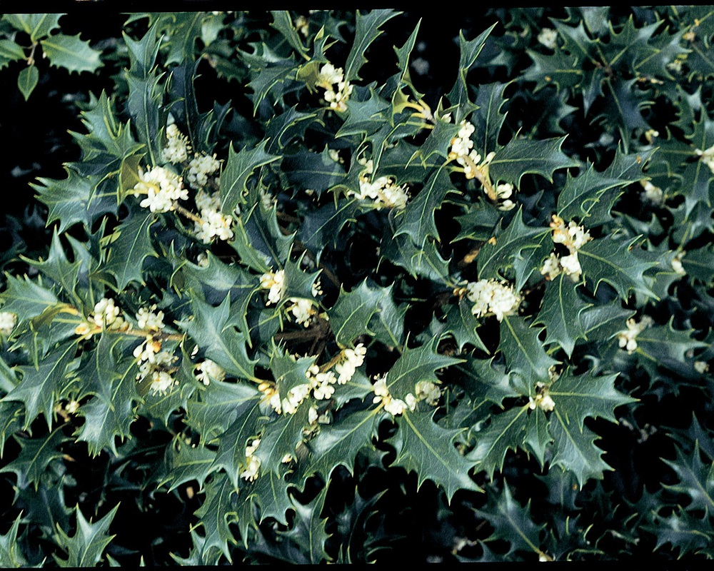 osmanthus-heterophyllus-gulftide-holly-olive