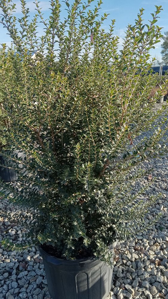 osmanthus-heterophyllus-kaori-hime-fragrant-princess-dwarf-tea-olive