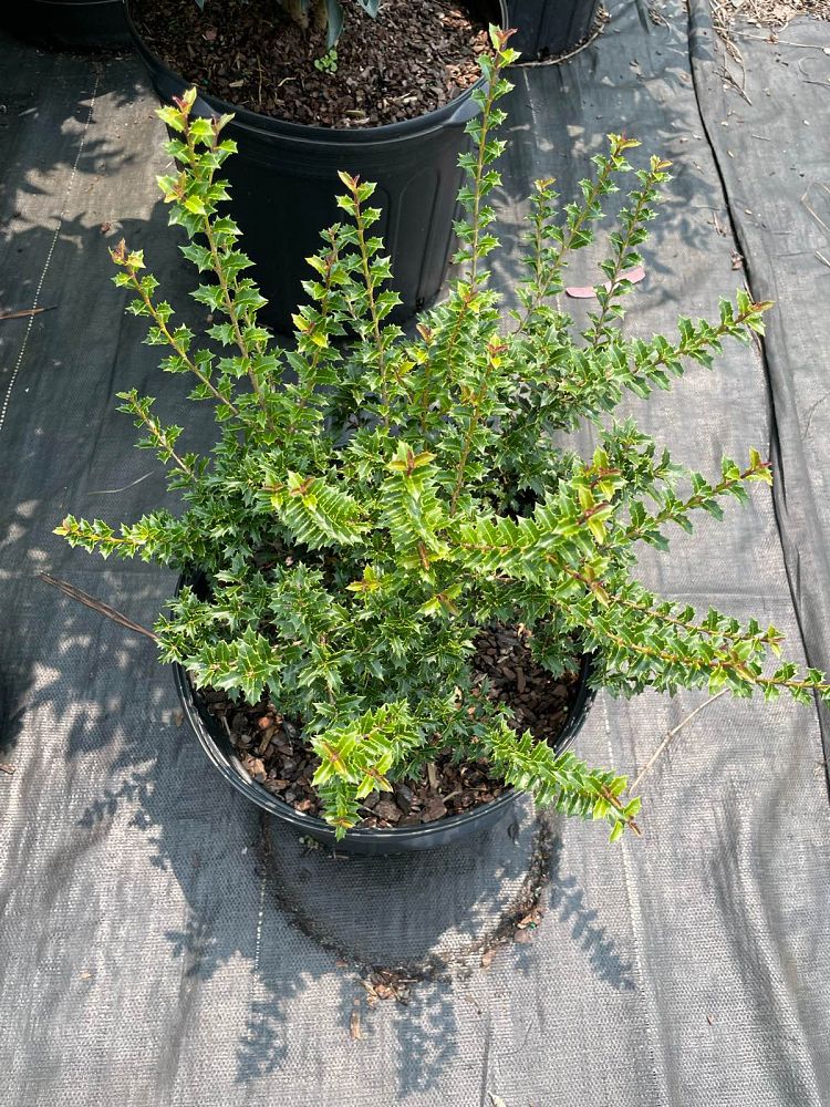 osmanthus-heterophyllus-kaori-hime-fragrant-princess-dwarf-tea-olive