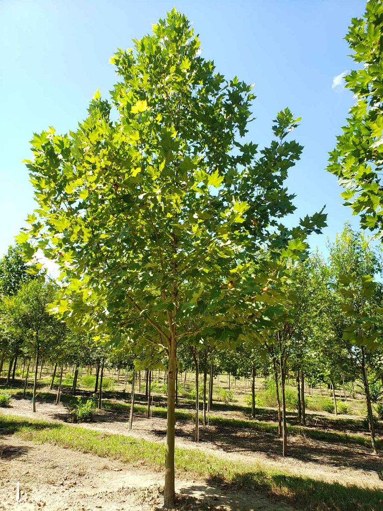 platanus-x-acerifolia-morton-circle-london-sycamore-exclamation-london-plane-tree